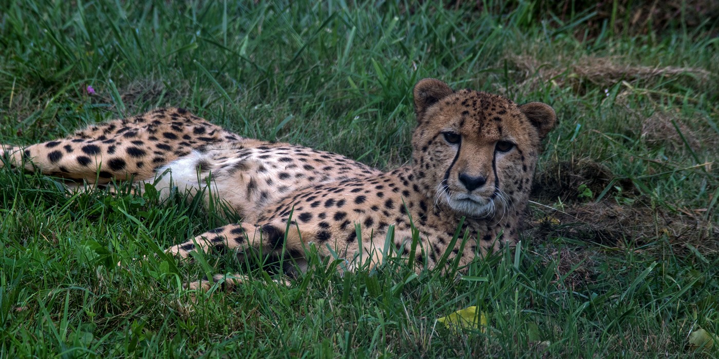 5 Milestones from a Decade of Cheetah Breeding and Conservation - Vimarsana News