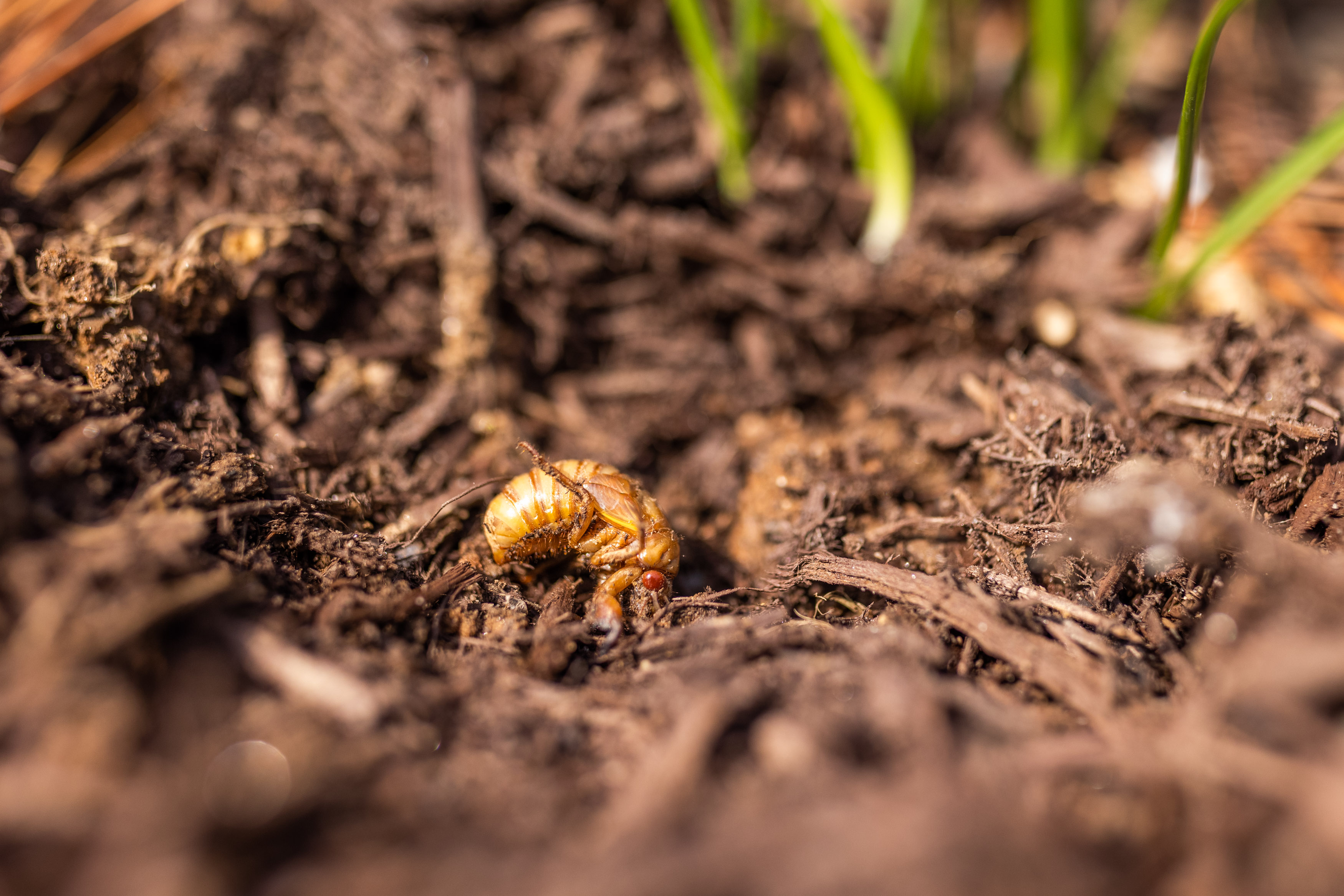 Cicada Snacks: The Wild (and Tasty) Side of Brood X at the Zoo - Vimarsana News
