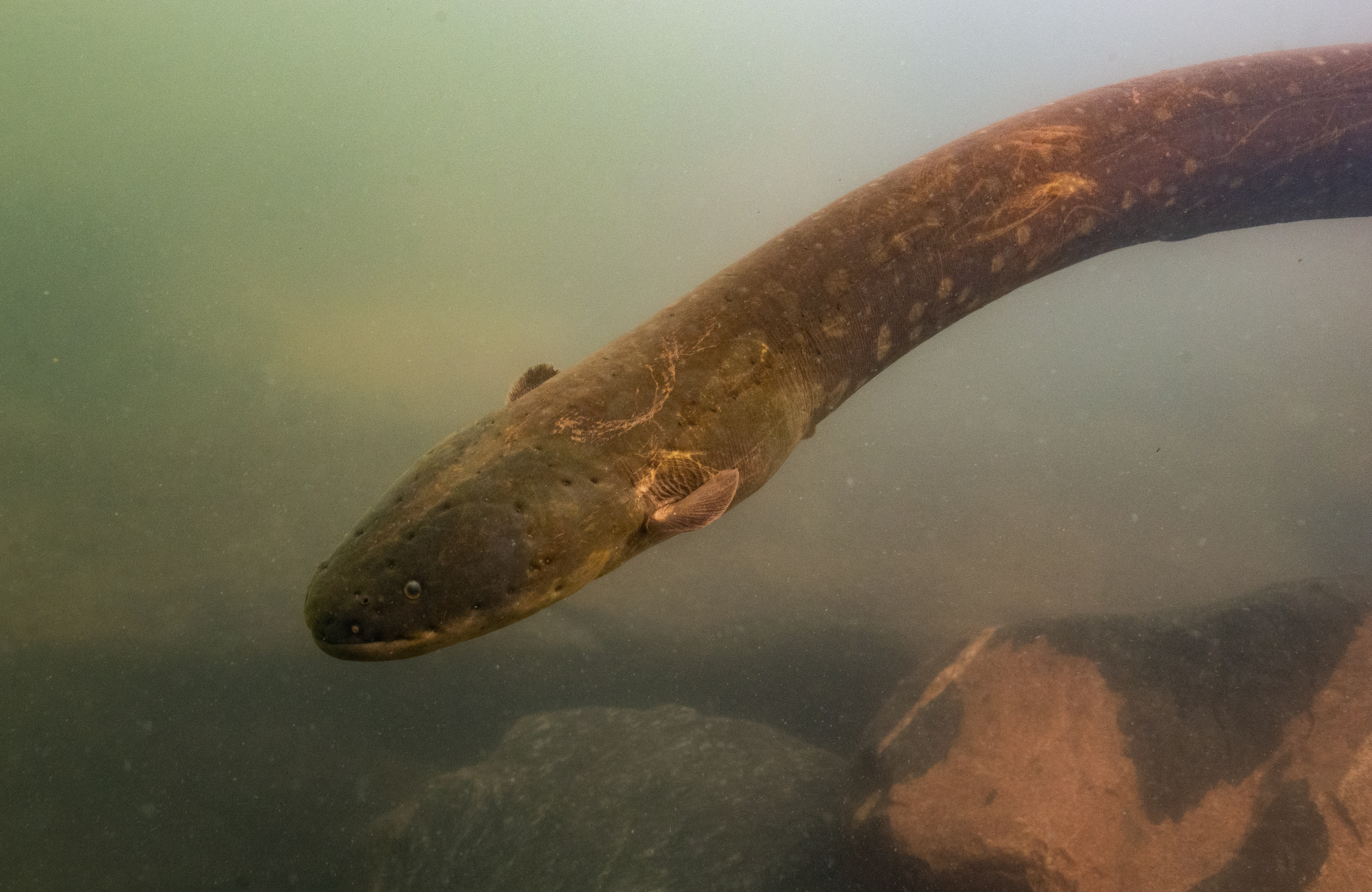 Shocking Study Finds Electric Eels Hunt Together - Vimarsana News