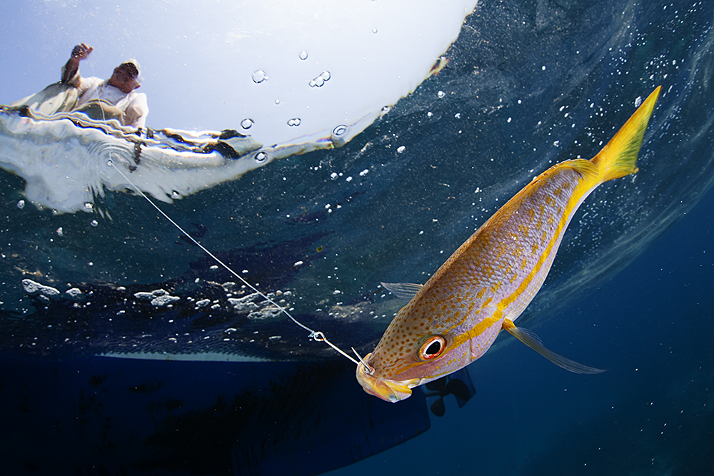 Why Fish are the Catch of the Day for Climate Research | Smithsonian Voices | National Museum of Natural History - Vimarsana News