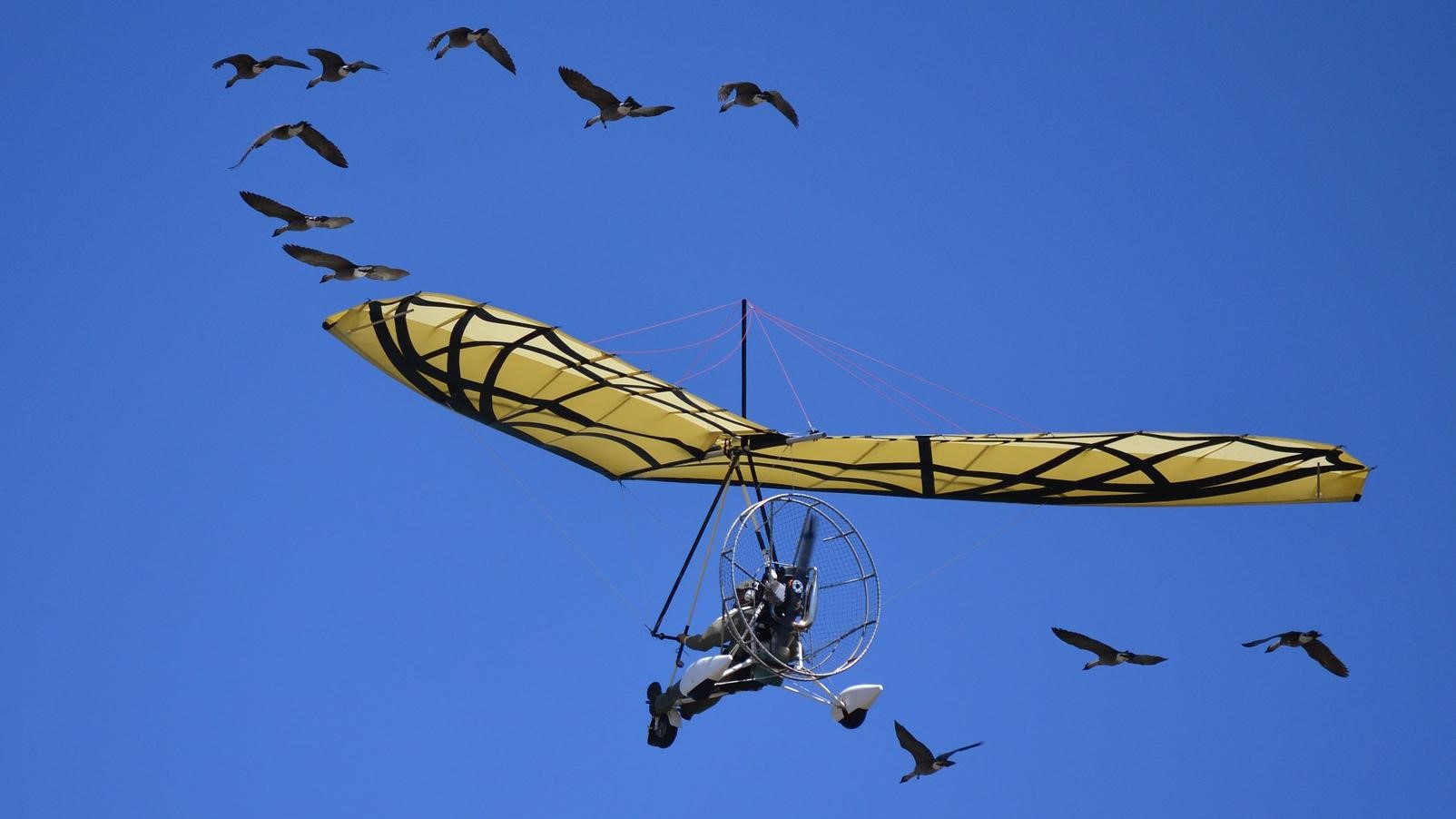 How We Lifted Flight from Bird Evolution - Vimarsana News