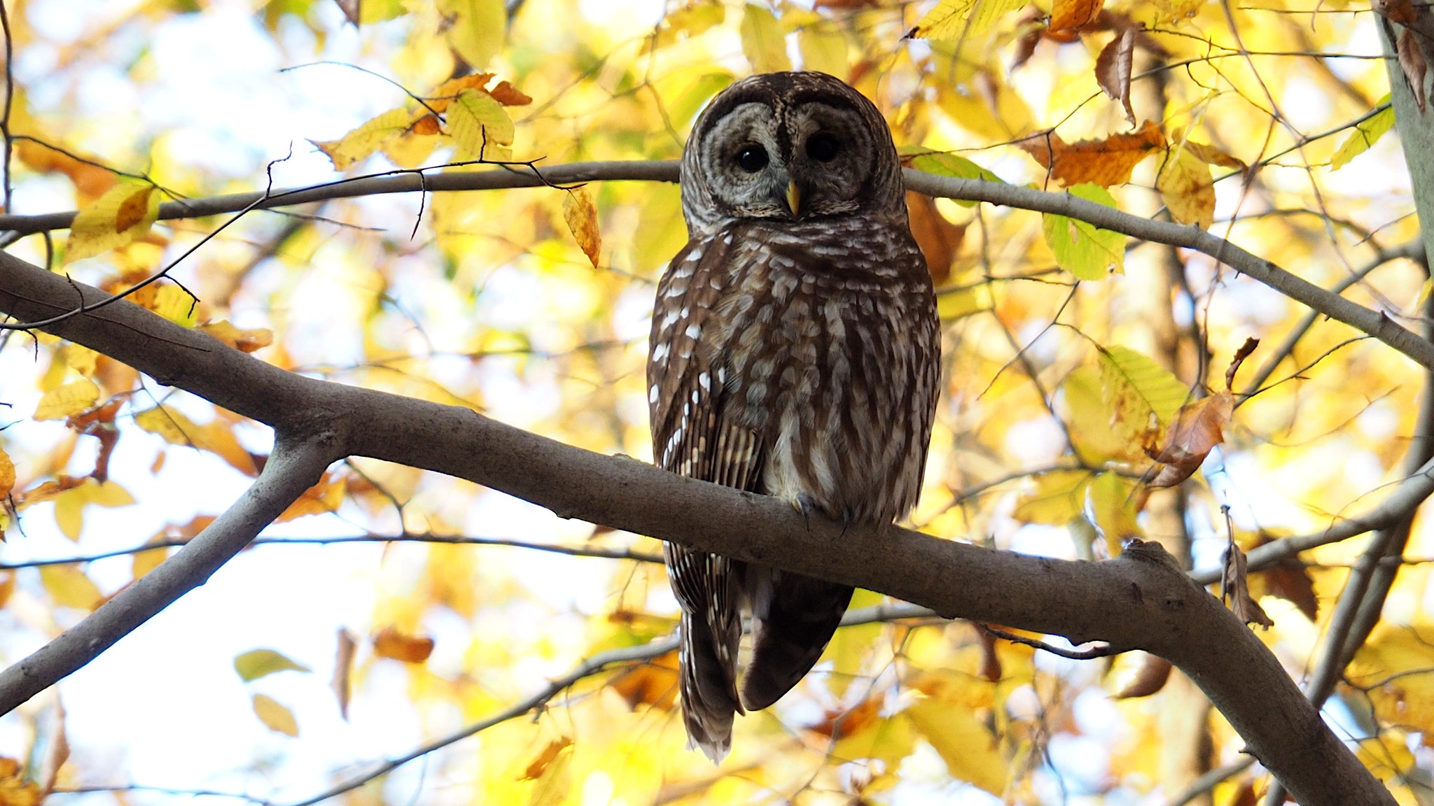 11 Free Natural History Programs Streaming in April - Vimarsana News
