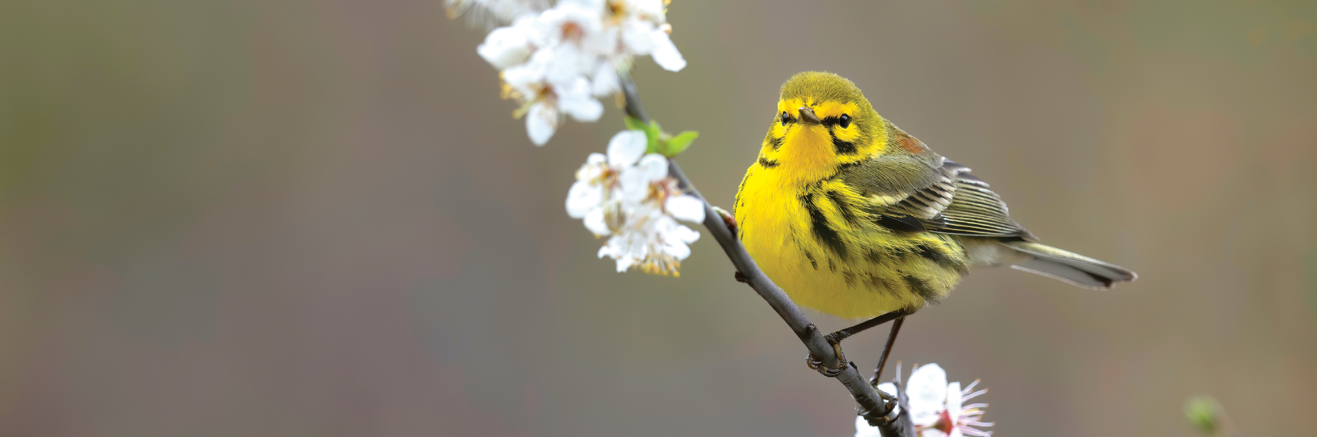 Deciphering the Mysteries of Migratory Birds - Vimarsana News
