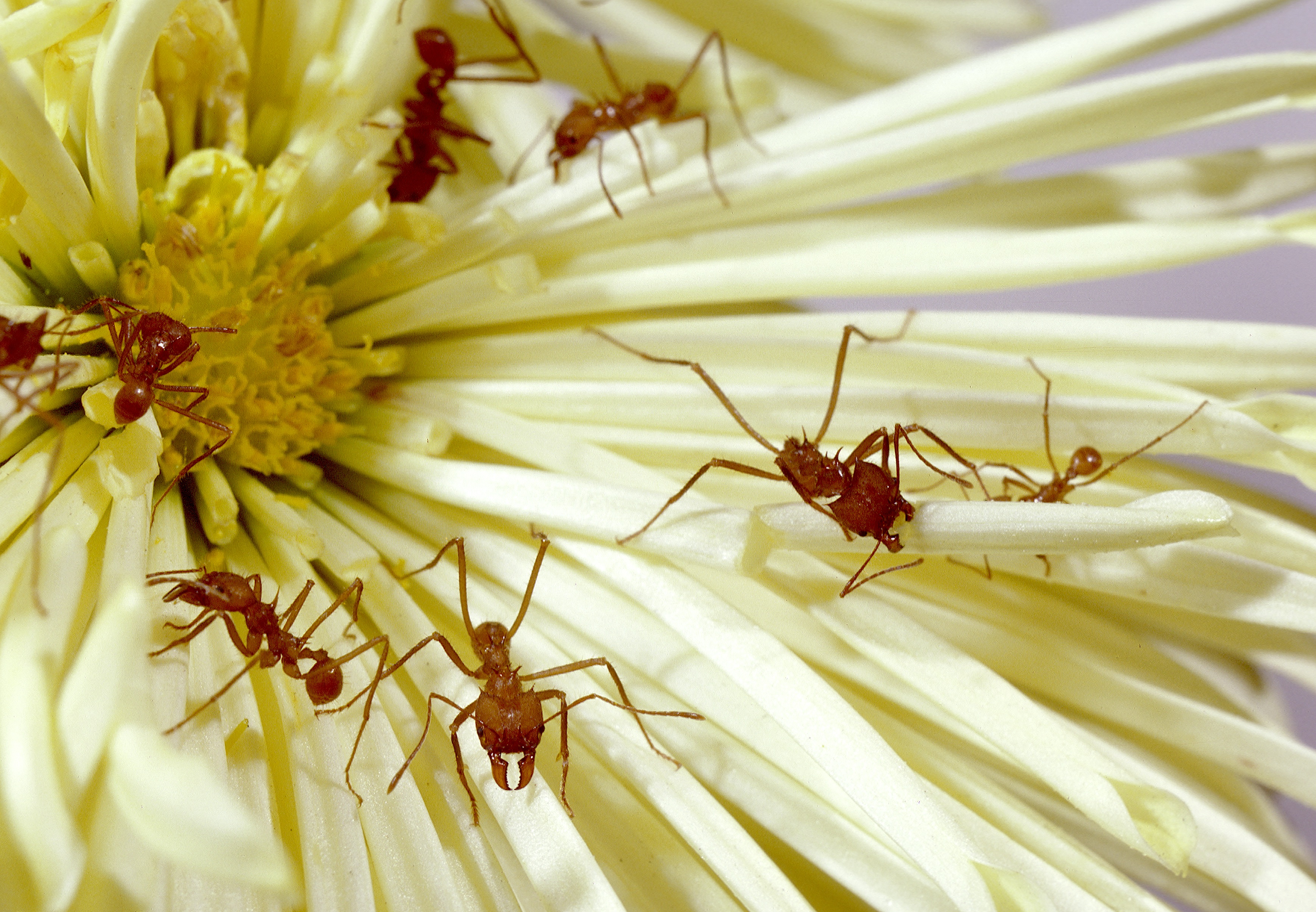 Thinking of Eating Cicadas? Here are Six Other Tasty Insects to Try Too - Vimarsana News
