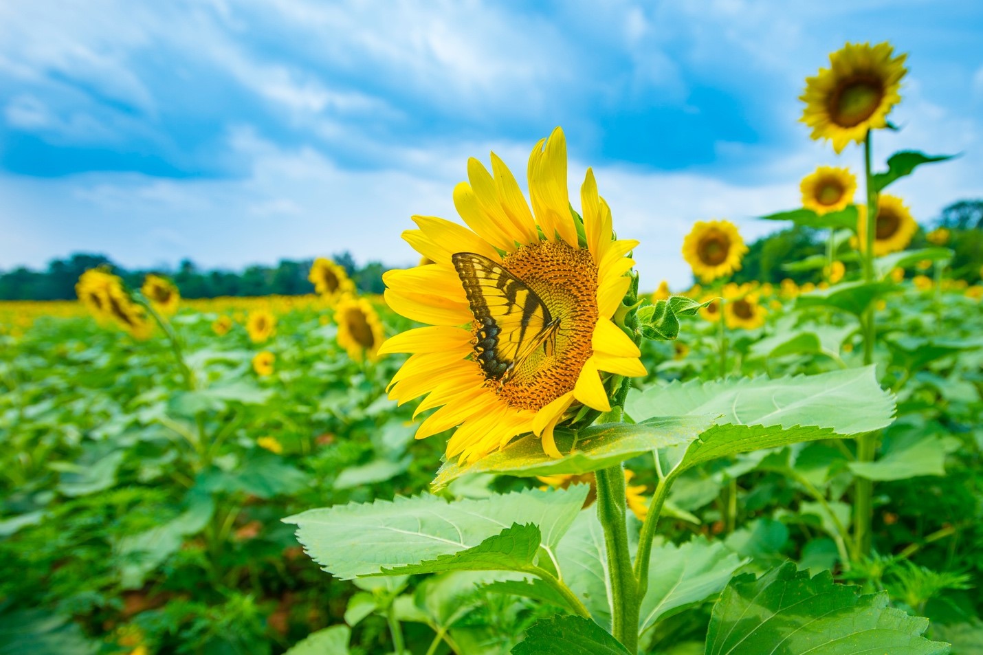 Why Plants are Seeding Climate Studies - Vimarsana News