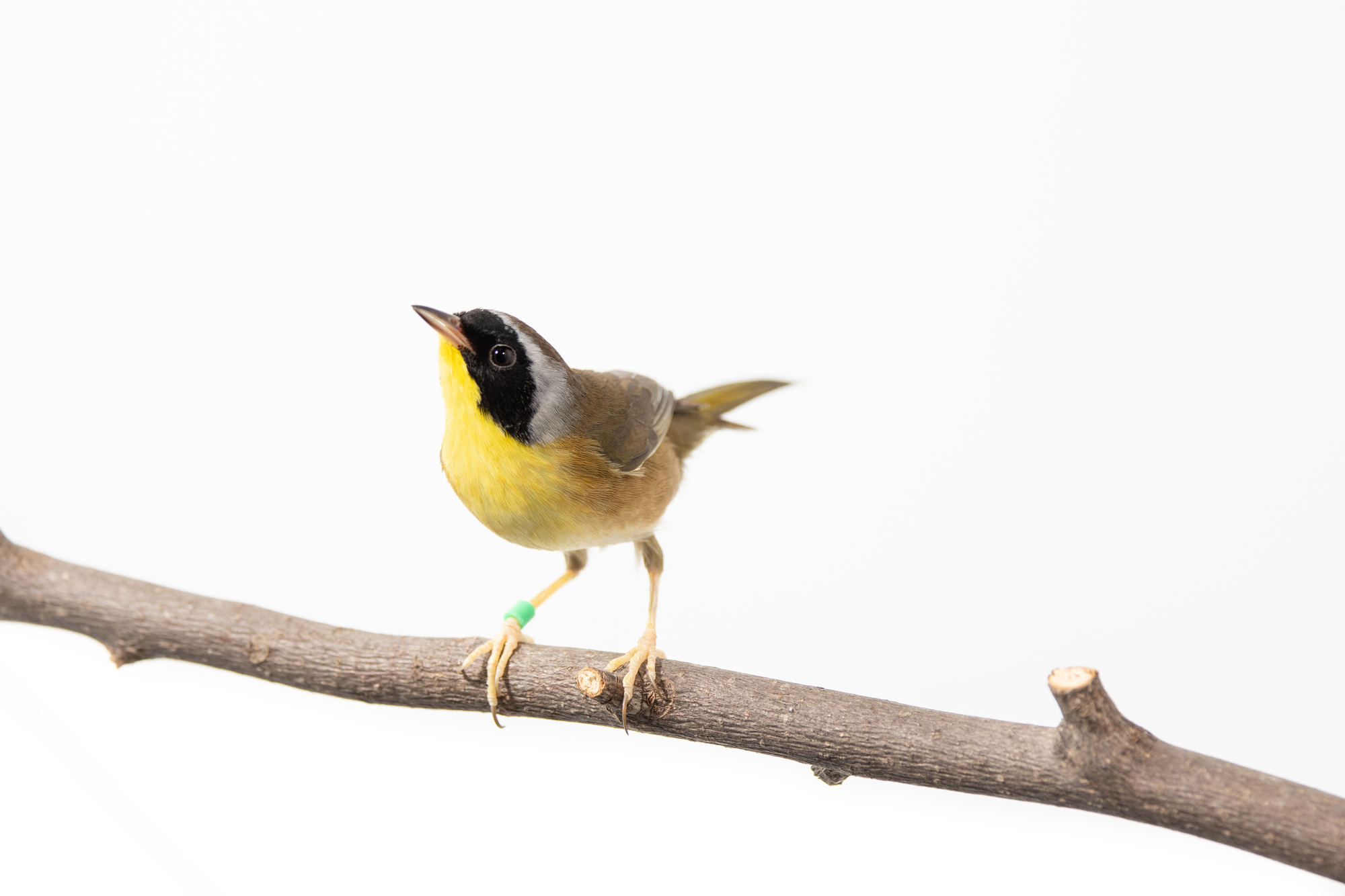 Birders Want You to Rethink Your Morning Roast - Vimarsana News