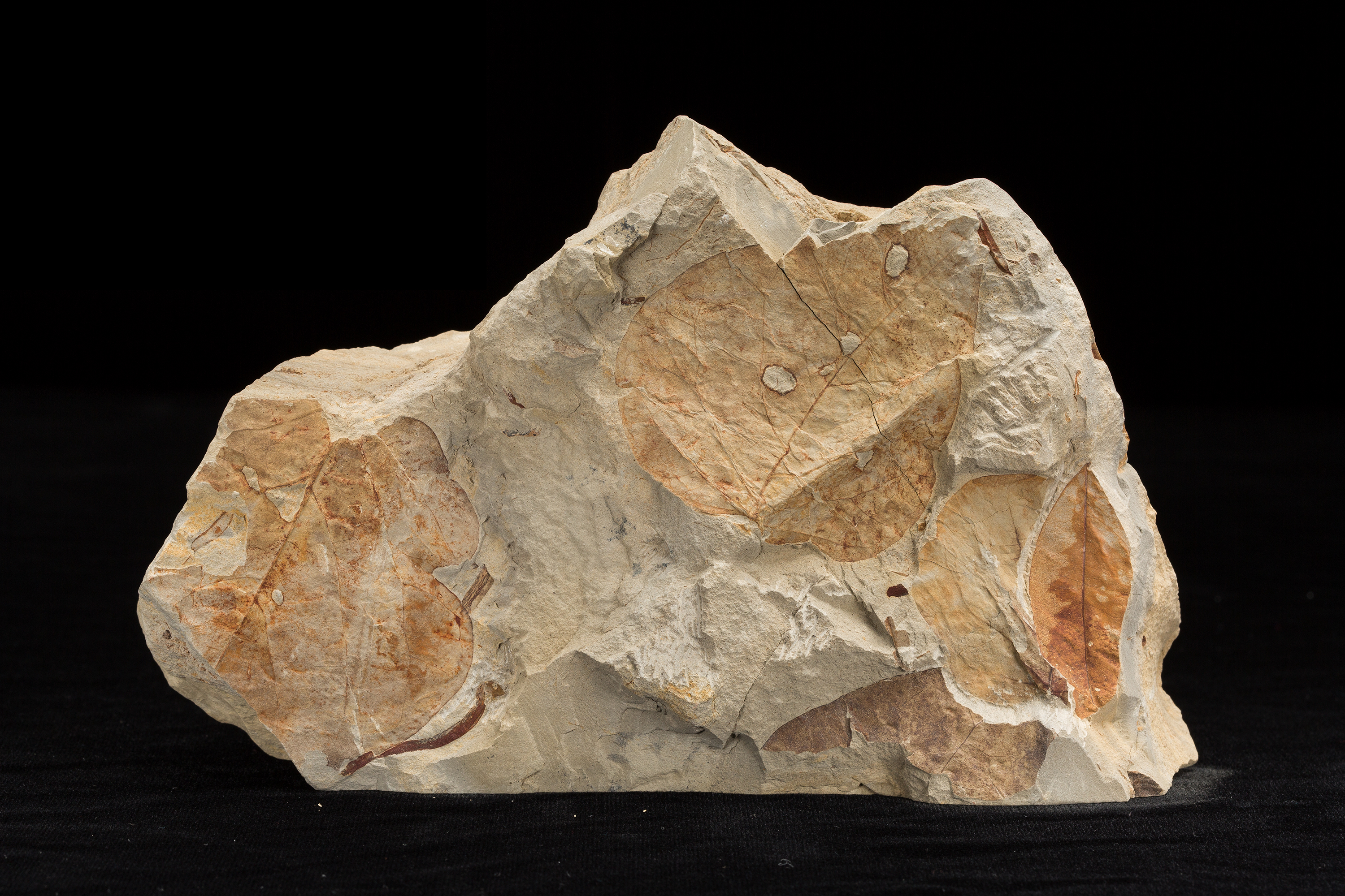 What Fossil Plants Reveal About Climate Change - Vimarsana News