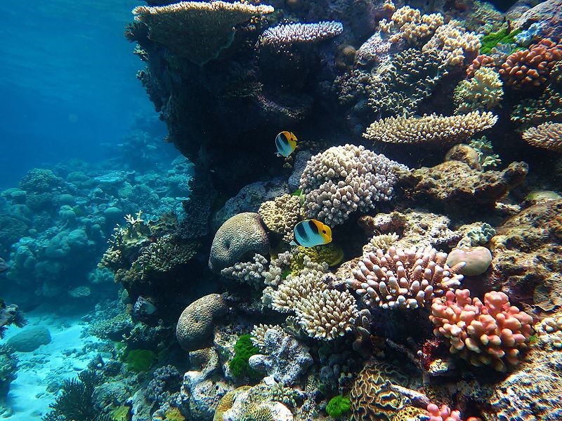 DNA Makes Waves in the Fight to Save Coral Reefs - Vimarsana News