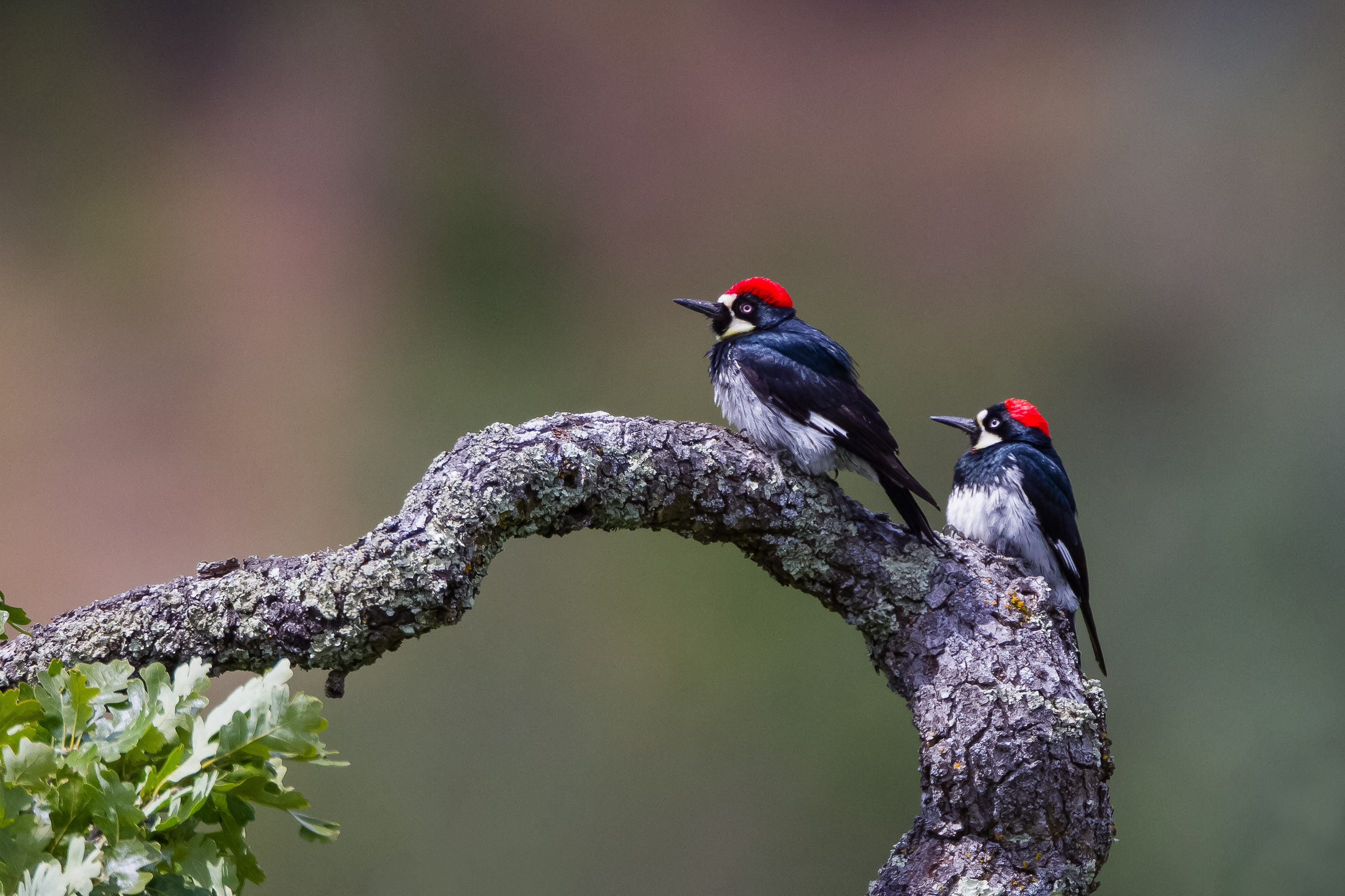 Study Finds Polygamy Helps Male Acorn Woodpeckers Thrive - Vimarsana News