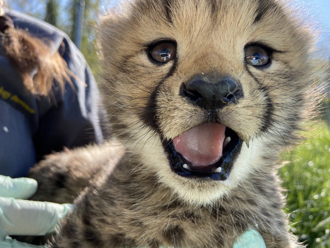 8 Aww-Inspiring Videos of the Year's Best Animal and Conservation Stories - Vimarsana News