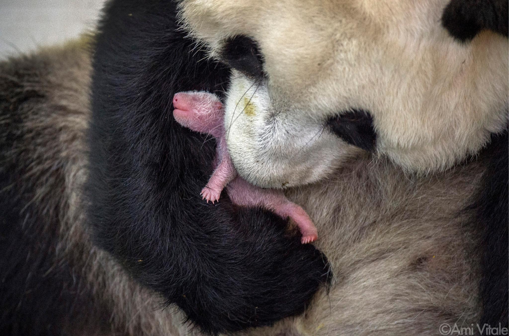 Panda love - tiny baby