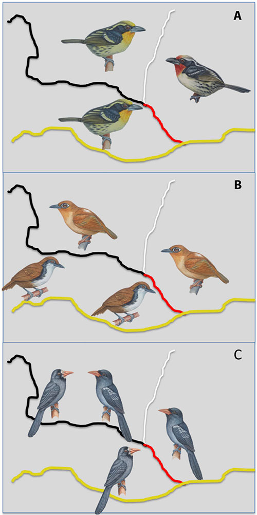 bird-graphic.jpg
