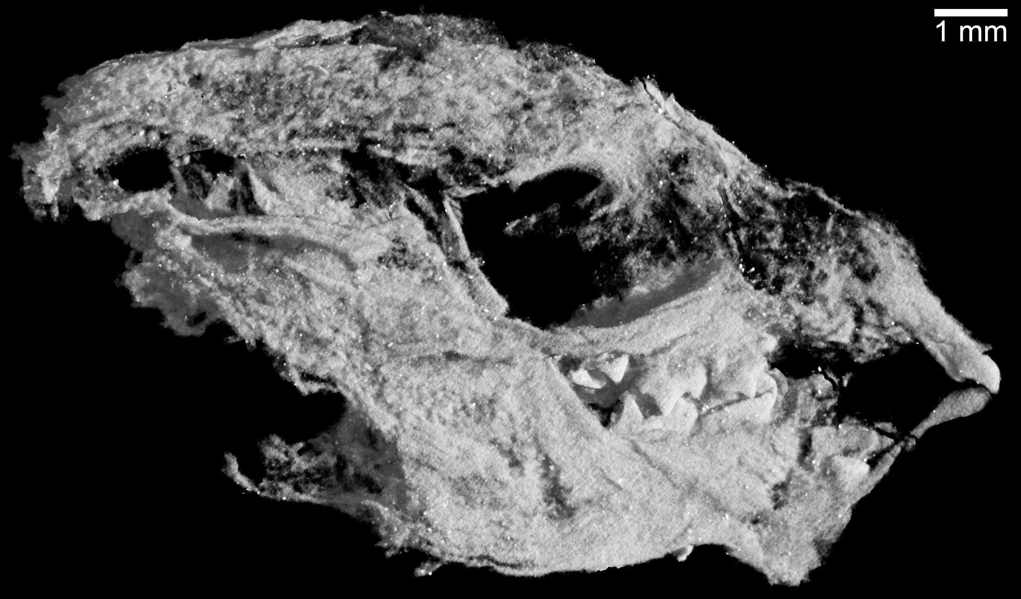 Baby Kayentatherium