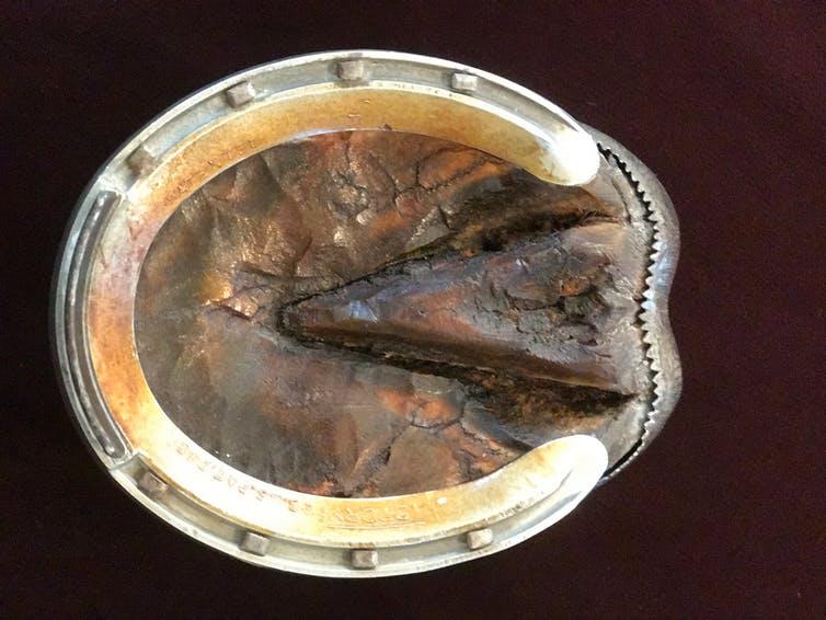 seabiscuit hoof2.jpg