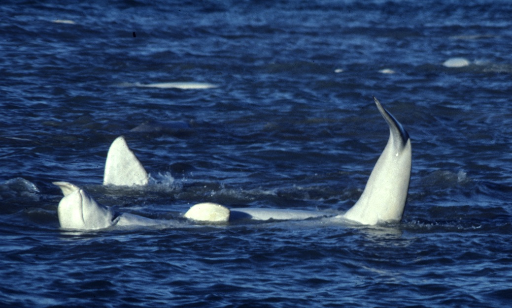Whale3 Greg O'Corry-Crowe.jpg