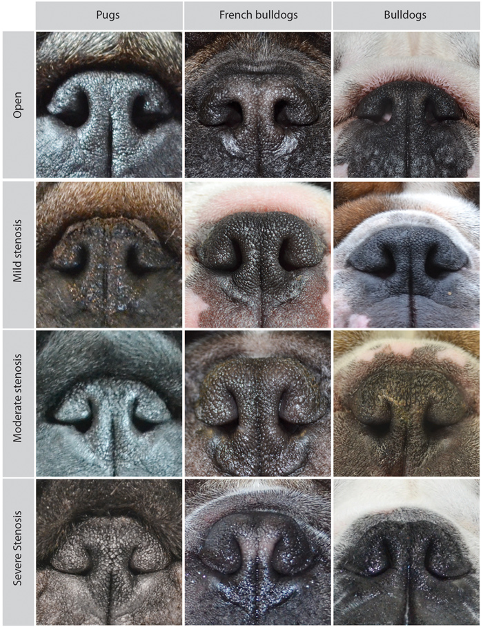 PugNose 2.PNG