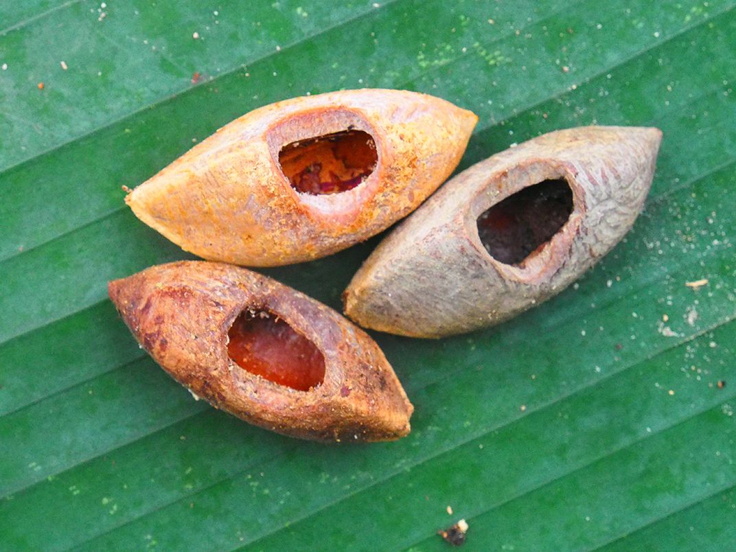 Nuts chewed by rat, image courtesy Tyrone Lavery, The Field Museum.jpg