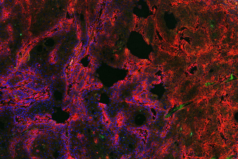 diagnostic-pill-top-image.jpg