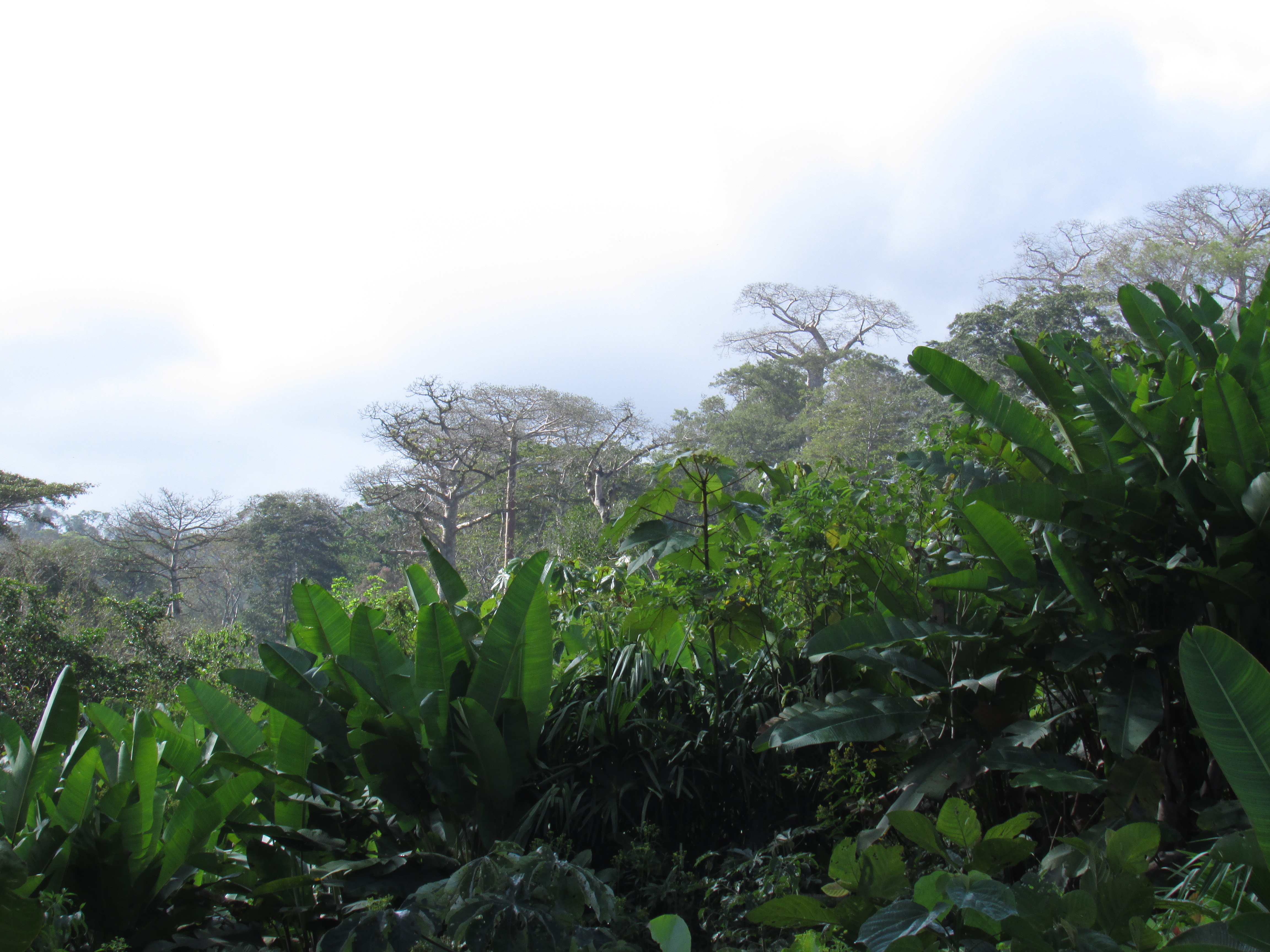 Ipeti forest 2.JPG