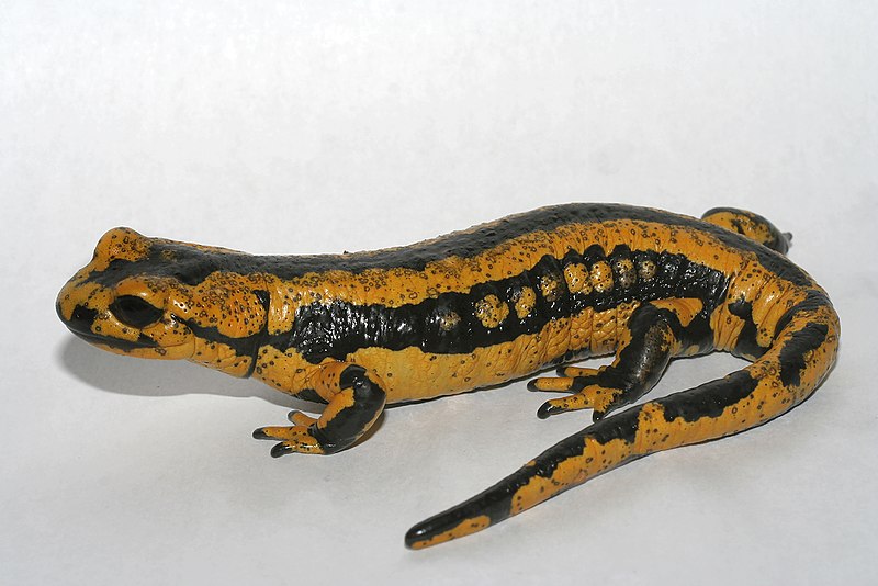 Fire_salamander_covered_with_Bsal_ulcerations_cropped.jpg