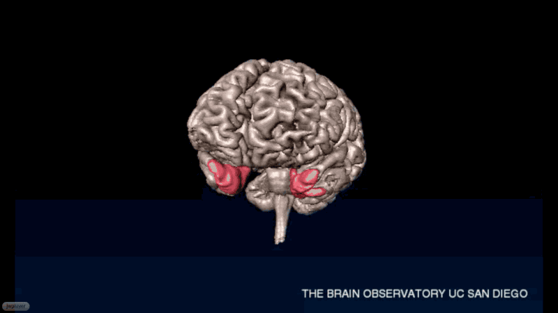 Hm brain rendering.gif