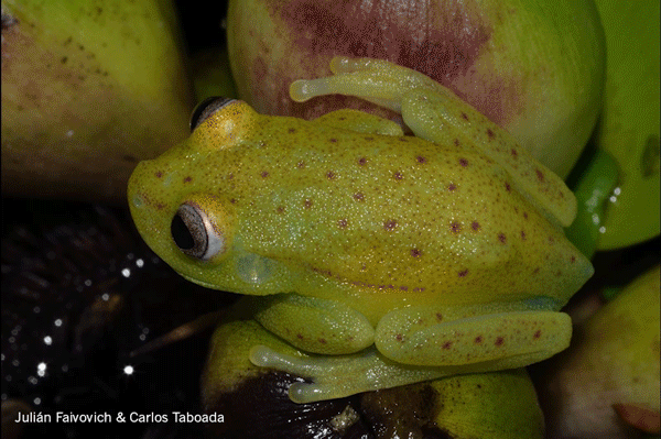 Frog Giphy.gif