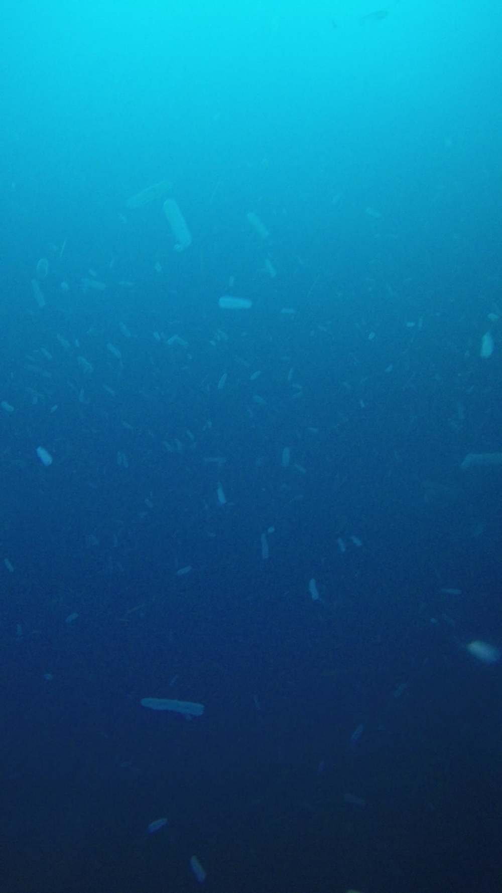 Pyrosome bloom