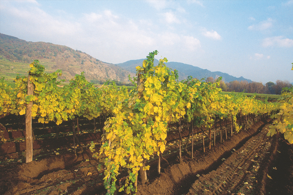Wachau-RESIZE.jpg