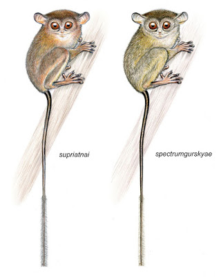Tarsius Illo.jpg