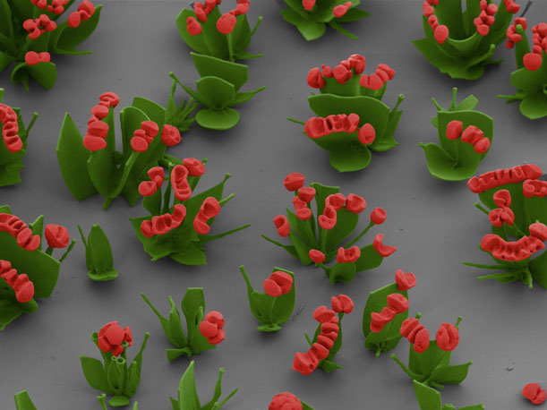 small-red-nanoflowers-Wim-Noorduin.jpg