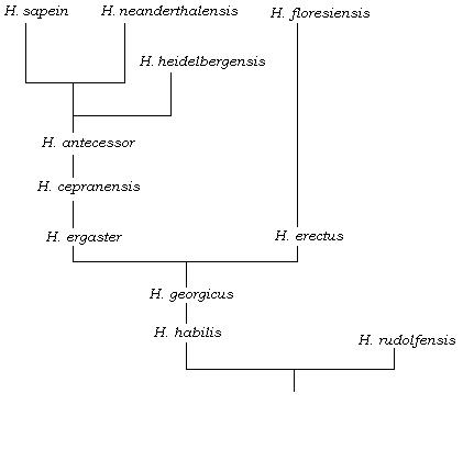 homo sapiens family tree may be less complicated than we thought family tree graph
