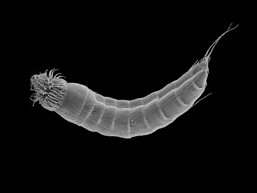 Echinoderes-skipperae.jpg