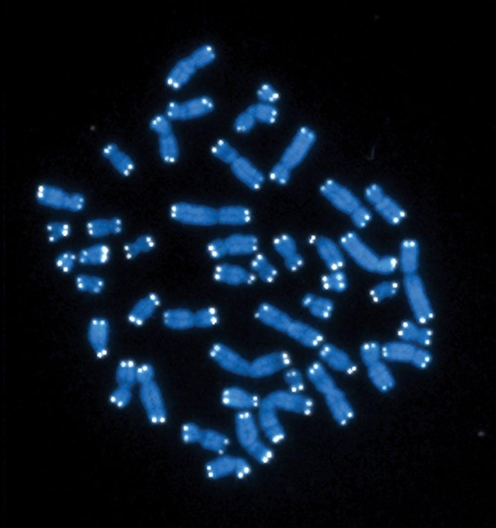 The 46 human chromosomes are shown in blue, with the telomeres appearing as white pinpoints.