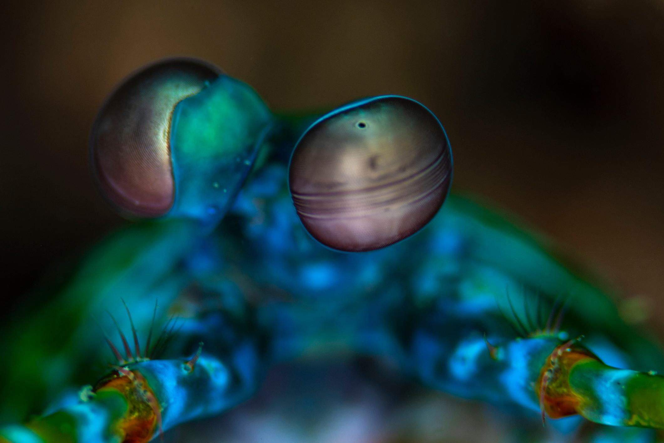 Mantis Shrimps