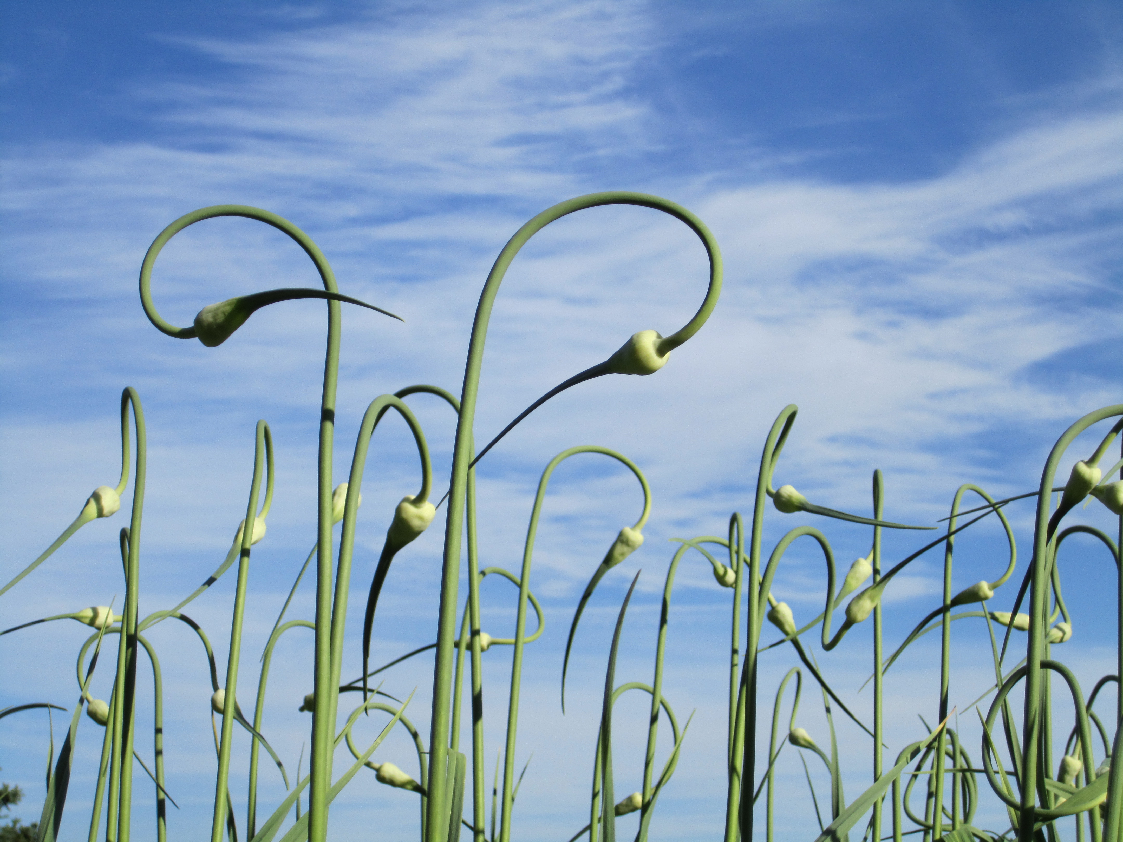 Garlic scapes just before harvest