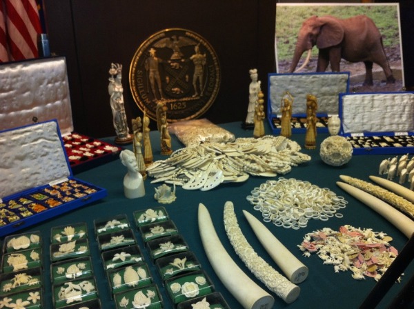 A cache of illegal ivory goods confiscated New York City last year were worth an estimated $2 million.