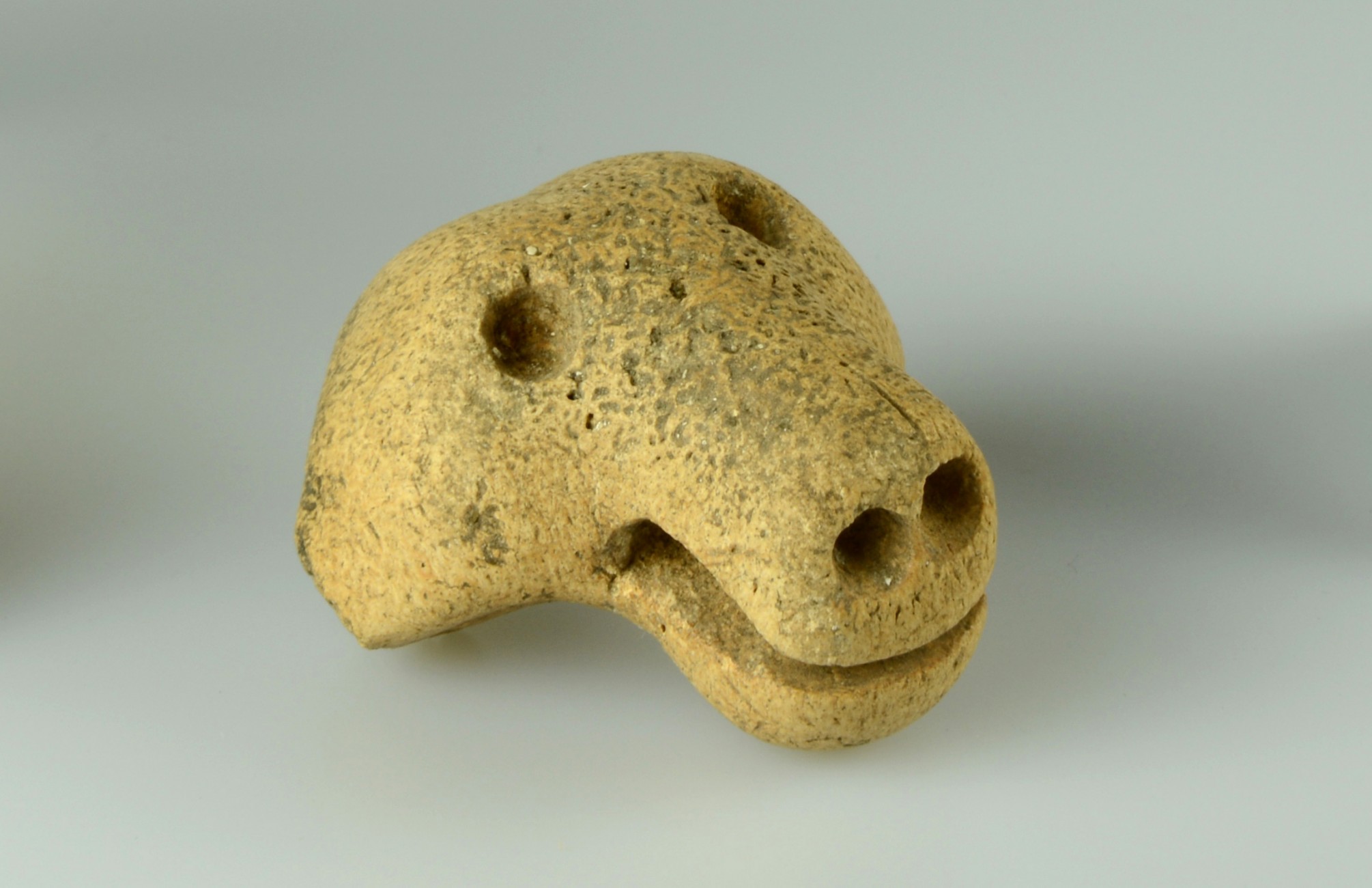 A bear’s head