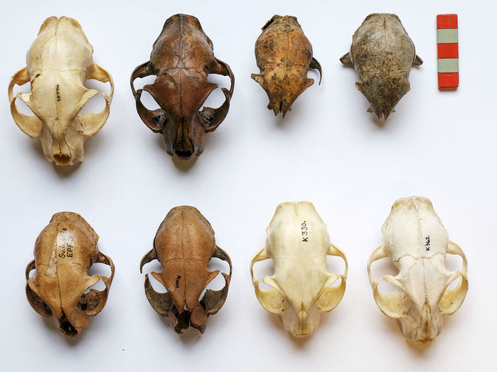 skulls_16x9_0.jpg