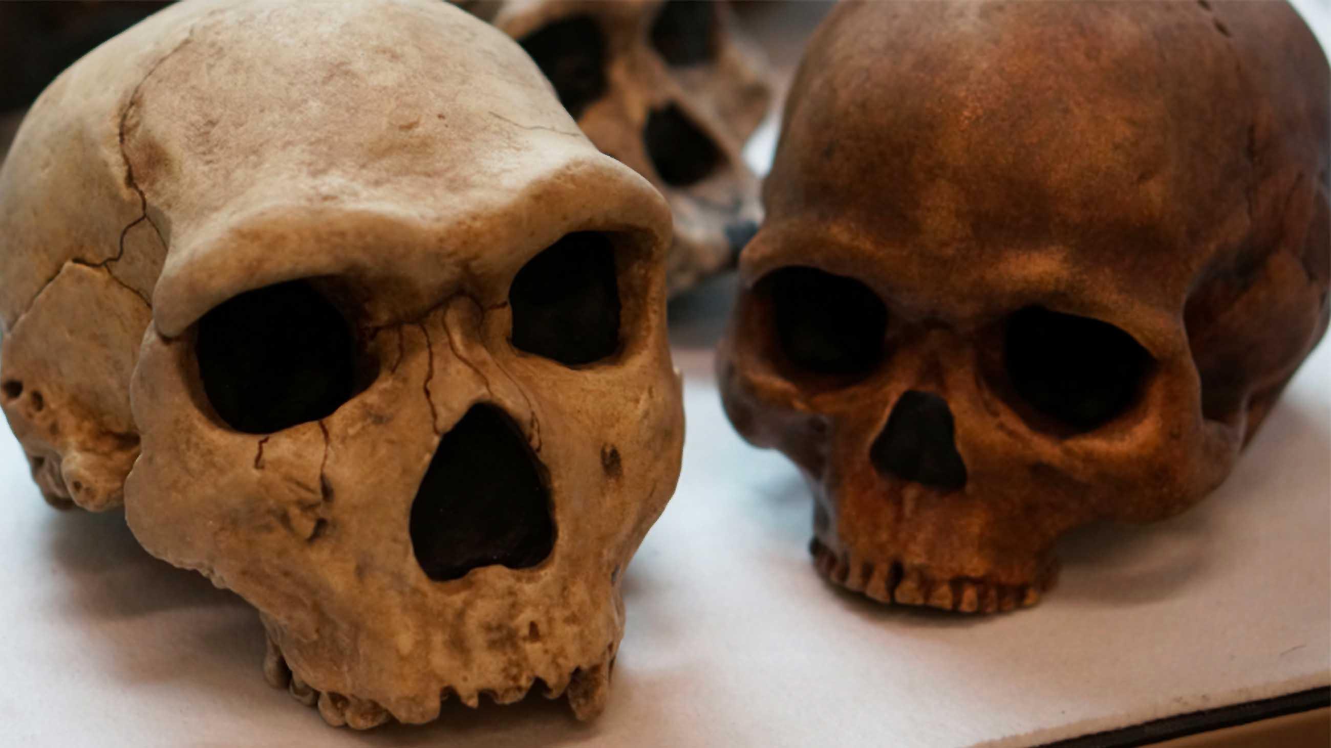 skulls4.jpg