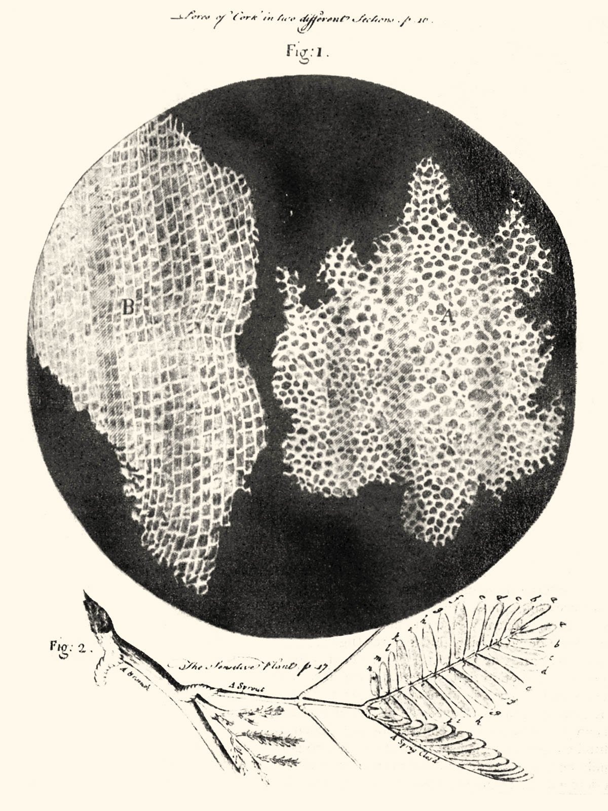 Microscope_2.jpg
