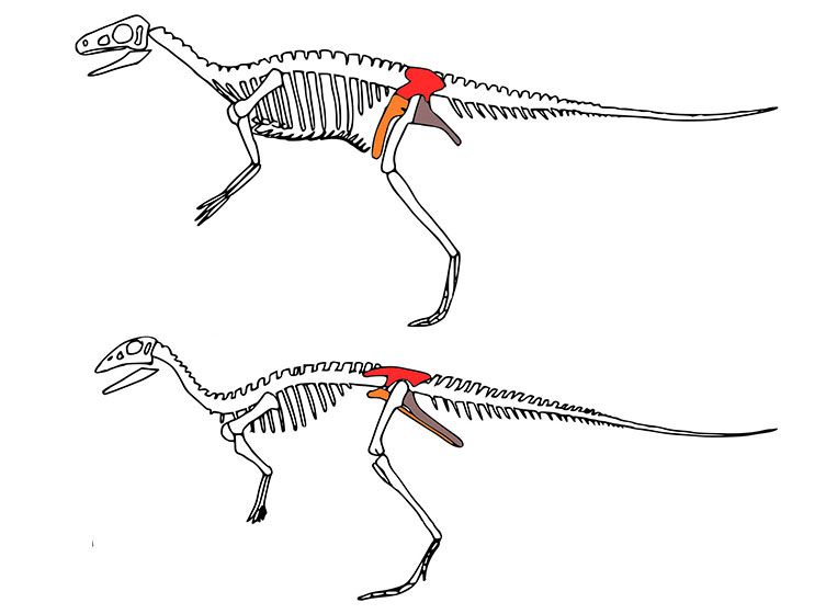 dino_hips.jpg