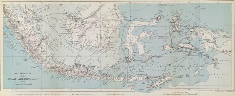 An 1874 map of the Malay Archipelago, tracing Wallace’s travels. Trustees of the Natural History Museum, 2018,