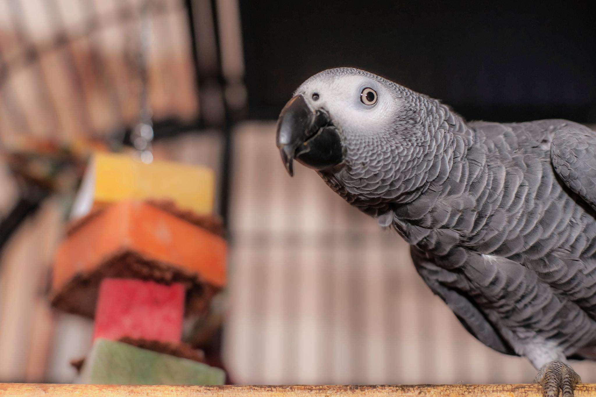 iStock_000054251750_Medium.jpg