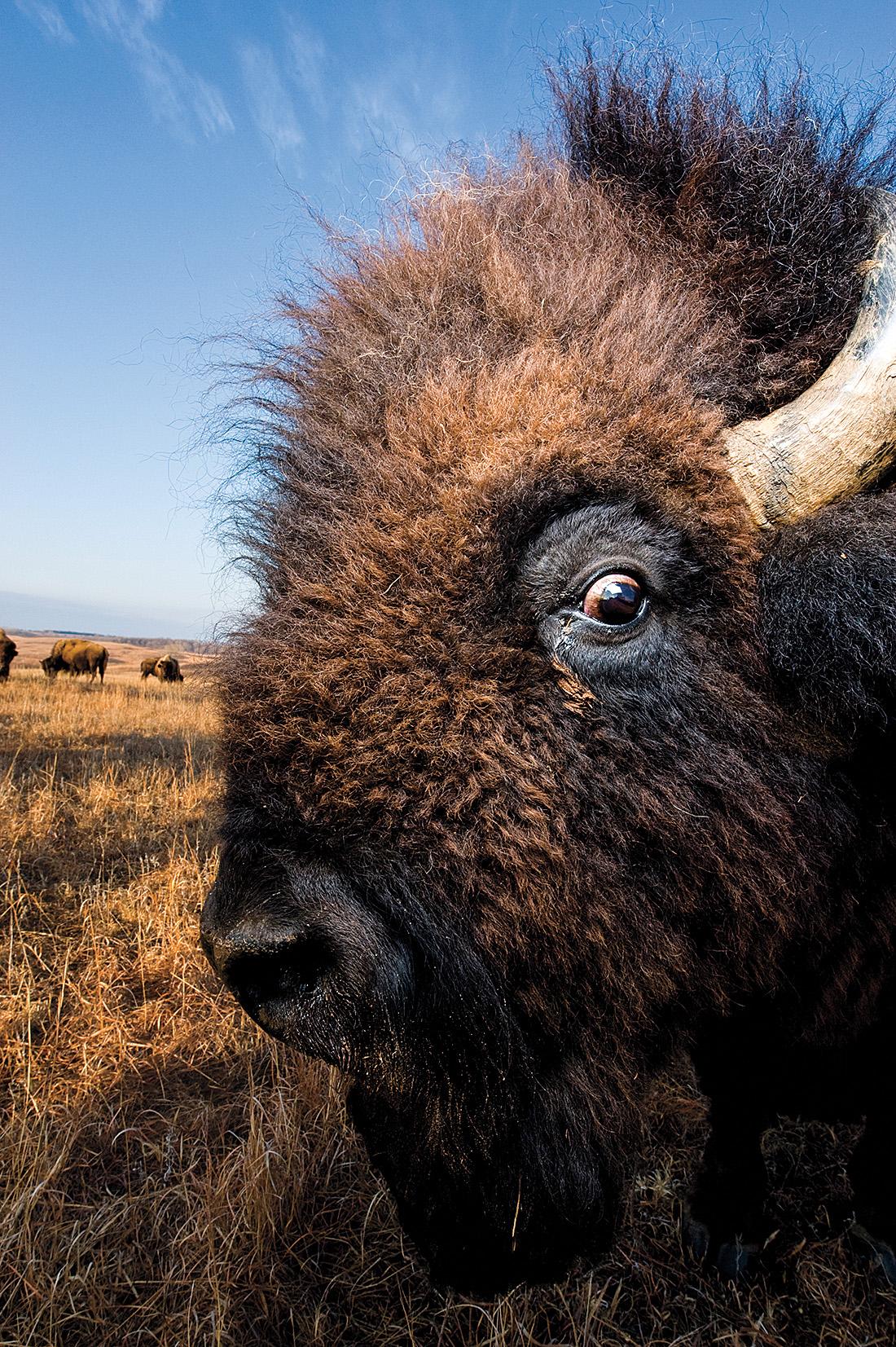 Bison close-up