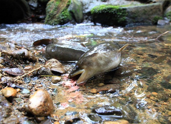 The longfin eel lives in streams and lakes throughout New Zealand.