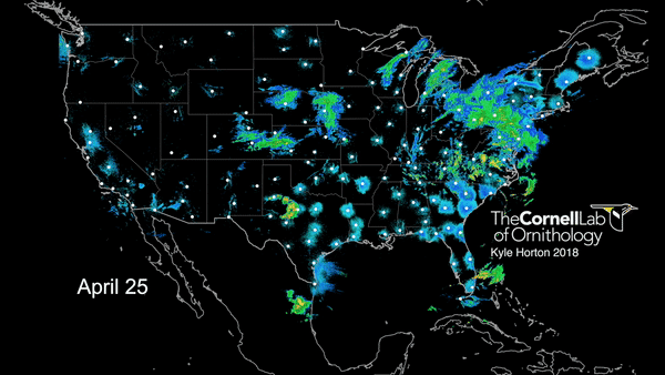 radar_migration_loop.gif