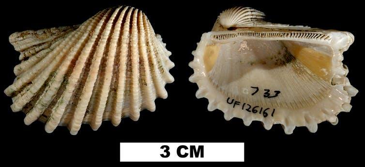 Studying extinct mollusks’ fossils