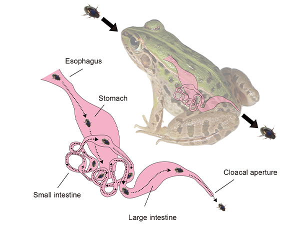 Girl Eats Live Frog