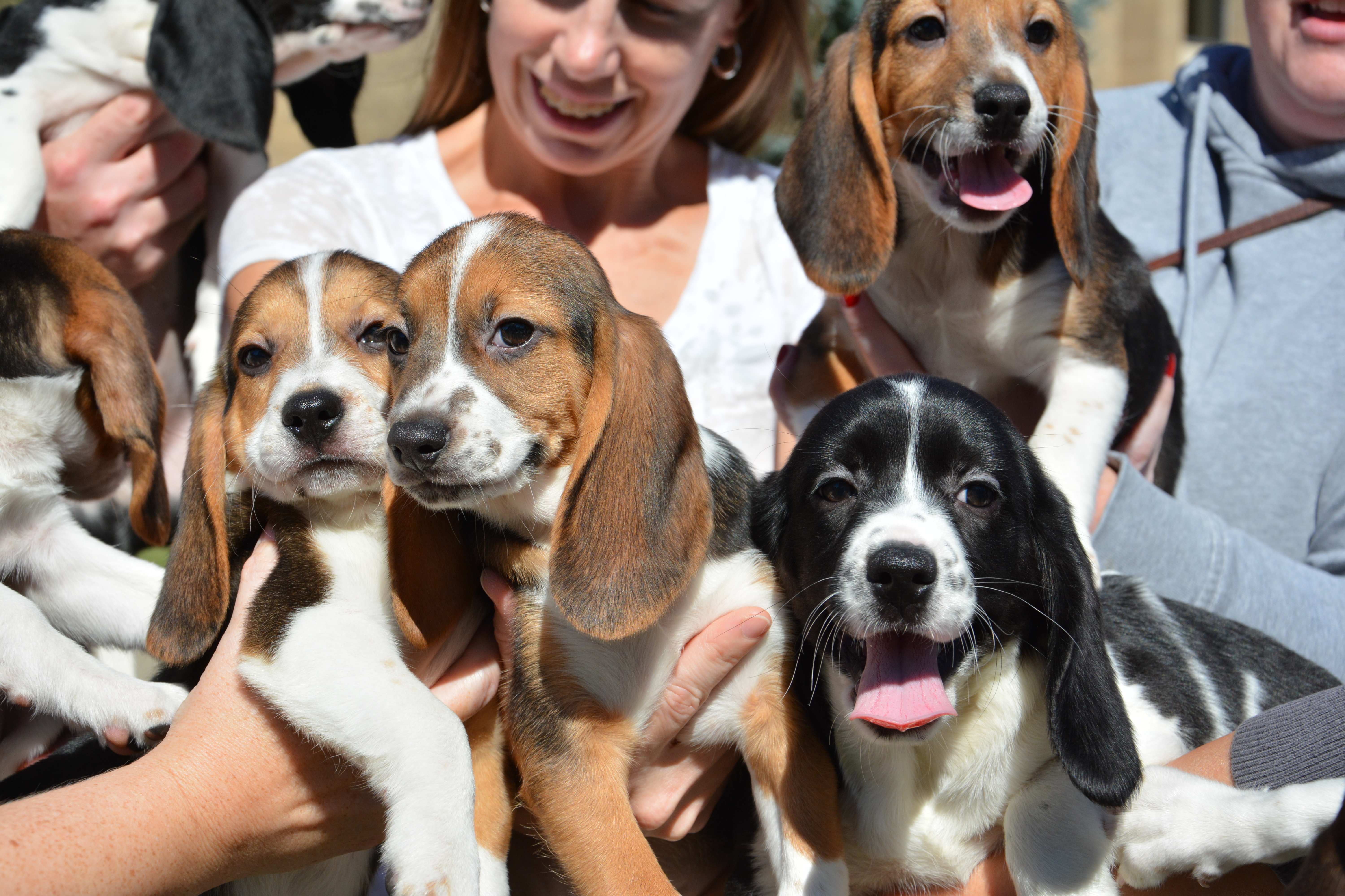 Communication on this topic: This Toddler and Beagle Are the Worlds , this-toddler-and-beagle-are-the-worlds/ Discussion on this topic: This Toddler and Beagle Are the Worlds , this-toddler-and-beagle-are-the-worlds/