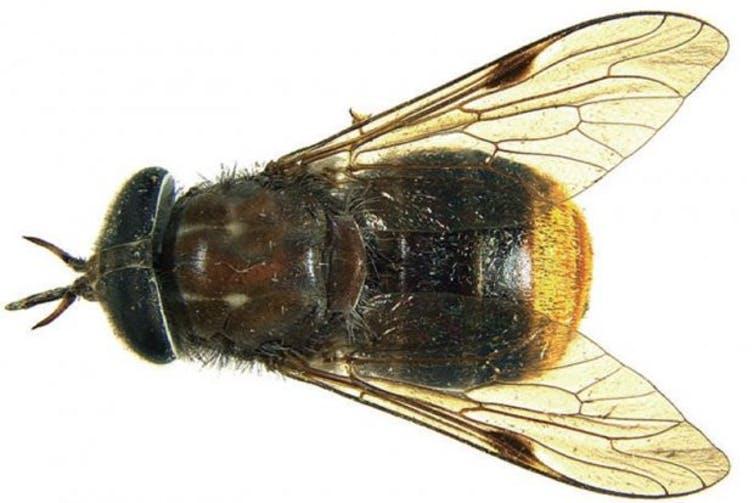 I don’t think you’re ready for this genus: Scaptia beyonceae.